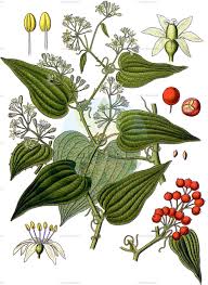 Image result for Smilacaceae