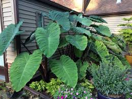 Heart Of The Jungle Elephant S Ear Colocasia Esculenta Proven Winners