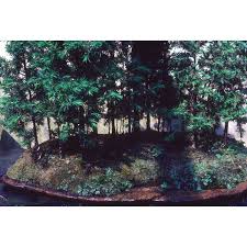 ביקרת ב‪botanischer garten der universitat heidelberg‬? Jc Raulston Arboretum Photographs Botanischer Garten Der Universitat Heidelberg Heidelberg Botanical Garden