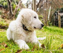International dog day 2019 is officially upon us. Y08vlallq2pp1m
