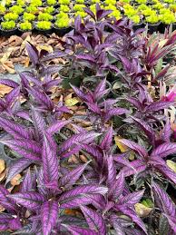 Image result for Strobilanthes