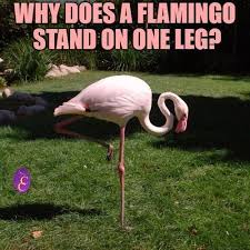 Birds Of The Same Feather Joke The Answer Can Be Found At Https Www Cockatoocreations Com Pages Flamingo Joke Html Birdjoke Birdjokes Birdhumor Flamingo Jokes Humor