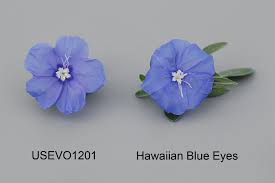 (convolvulaceae) cultivars 'hawaiian blue eyes'. Canadian Food Inspection Agency Usevo1201