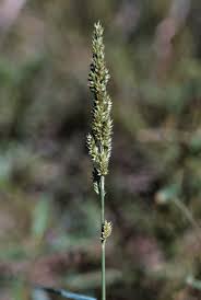 Image result for Echinochloa ugandensis