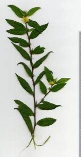 Image result for Sida acuta