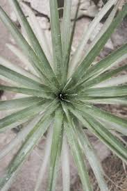 They will make your yard the envy of the neighborhood during the. The Best Drought Tolerant Plants And Flowers To Grow In San Diego Your Site Title