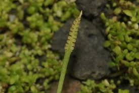 Image result for Crepidomanes melanotrichum