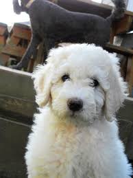 Parti poodle puppies near me. Dreamydoodles Parent Dogs Pele Akc Standard Parti Poodle Female Champion Bloodlines Mini Aussiedoodles And Australian Labradoodle Puppies Best Aussiedoodle Breeders In Washington State Portland Oregon