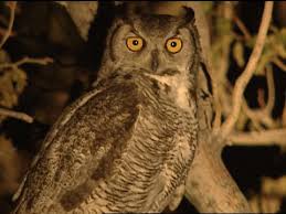 While he was observing the owl, it flew away, but returned to perch in the shadowed area shortly after. Great Horned Owl Identification All About Birds Cornell Lab Of Ornithology