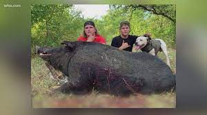 Buying a new boat motor paid off! Central Texas Duo Kills 460 Pound Feral Hog In Proctor Wfaa Com