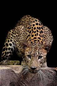 Pin On Leopard