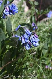 The genus mertensia is in the family boraginaceae in the major group angiosperms (flowering plants). Alpine Mertensia Flowers Mertensia Alpina Colorado Wildflowers Wild Flowers Flowers