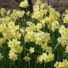 Minnow A Fragrant Tazetta Type With White Petals Surrounding Small Buttercup Yellow Centers The Petals Open Light Daffodils White Flower Farm Yellow Plants