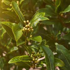 Image result for bay leaf bush foto
