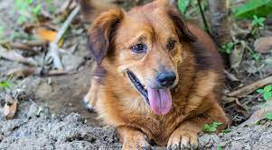 Golden Retriever Corgi Mix Golden Corgi Breed Info Puppy Prices