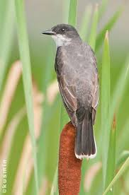 Big Black Bird With White Tail Feathers Eastern Kingbird Tyrannus Tyrannus Beautiful Birds Bird Prints Bird Species