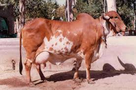 Gir Cow Milk Production Per Day Practical Guide Farmingx