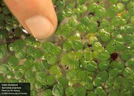 Image result for Spirodela