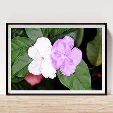 Image result for Brunfelsia australis