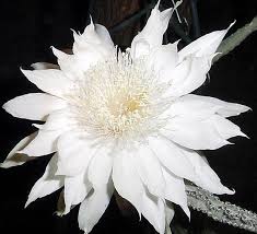 Queen Of The Night Cactus Flowers Cactus Flower Cactus