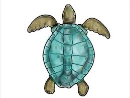 Sketch out the legs and small pattern in it, erase all the unnecessary lines. Ridley Sea Turtle Swimming Color Drawing Stock Video Pond5