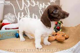 Maybe you would like to learn more about one of these? Dachshund Puppies For Sale In San Antonio Texas Petsidi