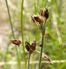 Image result for Bulbostylis pusilla