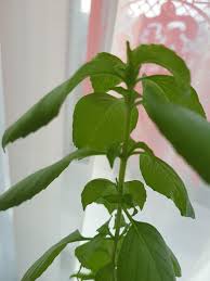 Small black insects on plants. Tiny Black Bugs On My Basil Plant Looks Like Some Are Hanging From A Web Is There Any Natural Repellent Gardening