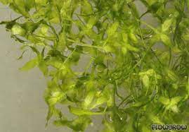Some are wintered in pond (about 5 thousand gallons) and some in other situations. Lemna Trisulca Star Duckweed Flowgrow Aquatic Plant Database