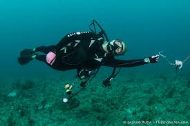 Image result for Sebaea junodii