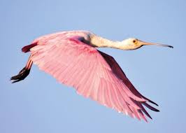 The roseate spoonbill is a large wader that may be found in south america, the caribbean and the gulf coast of the united states. Best Of 2014 Fort Myers Florida Weekly