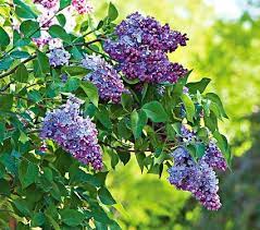 Syringa Vulgaris President Lincoln Syringa Vulgaris White Flower Farm Syringa