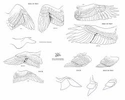 Bird S Wing Drawing Reference And Sketches For Artists Wings Drawing Bird Drawings Wing Anatomy