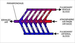 Hillis2E_Ch31