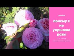 На данной странице вы можете слушать онлайн бесплатно в хорошем качестве и скачать в mp3 формате все песни исполнителя «xtv. I Ytimg Com Vi 2qkxbie9aig Hqdefault Jpg