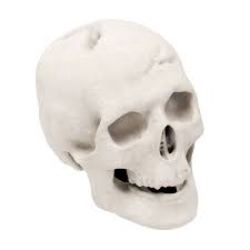 First, physically they are human skulls that can be picked up in a number of hidden locations throughout the. Regal Flame Human Skull Ceramic Wood Large Gas Fireplace Logs Logs For All Types Of Gas Inserts Ventless Vent Free Propane Gel Ethanol Electric Or Outdoor Fireplaces Fire Pits