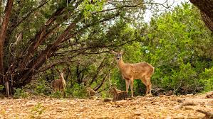 Do you have trouble with the deer population in your area? 21 Deer Resistant Plants For San Antonio And The Hill Country Garden Style San Antonio