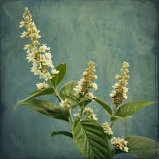 Image result for Lippia javanica