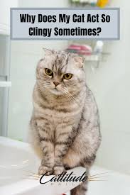 Why does my cat follow me everywhere. Why Does My Cat Follow Me To The Bathroom Cat Behavior Cats Crazy Cats