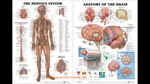 Learn anatomy faster and remember everything you learn. The Muscular System Anatomical Chart Poster Print Poster Youtube