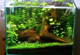 Mini Tank Fish Tank Plants Aquarium Fish Tank Nature Aquarium