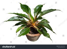 Image result for Chlorophytum filipendulum