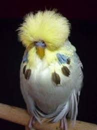 Pin On Birds