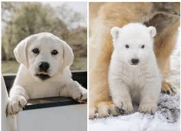 English lab vs american lab—history. White Polar Bear Lab Puppies Snowypines