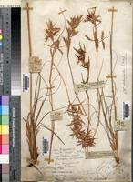 Image result for Cymbopogon pospischilii