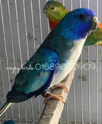 Bird pet shops near me › exotic bird stores near me › pet shops that sells birds near me for those wanting a more social pet bird, or one they can train, petco's bird shop provides a. 77 Angry Birds Bd Pet Shop Ideas In 2021 Pet Shop Angry Birds Birds