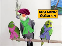 Çok akıllı sayılmazdım zaten iyice kafayı yedim. Kis Aylarinda Kuslar Icin Alinacak Onlemler Youtube