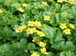 Teppich Golderdbeere Hubscher Bodendecker In 2020 Bodendecker Pflanzen Pflegeleichter Garten