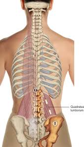At times, people may feel various levels of pain under right rib cage. 8 Muscles Of The Spine And Rib Cage Musculoskeletal Key