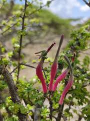 Image result for Plicosepalus amplexicaulis